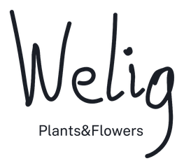 Welig